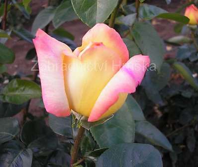 Růže Gloria Dei
