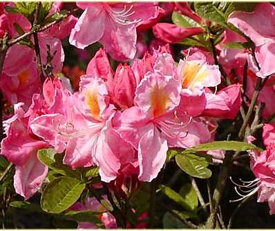 Azalea knaphill 'Cecile'