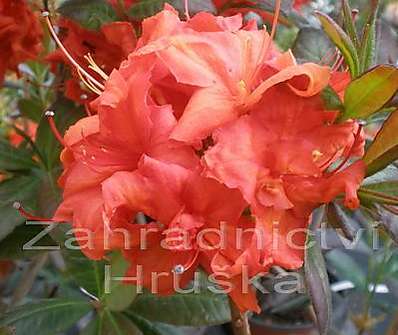 Azalea knaphill 'Fireball'