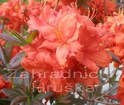 Azalea knaphill 'Fireball'