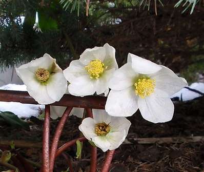 Helleborus niger