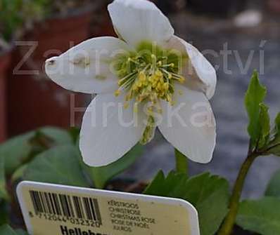 Helleborus niger