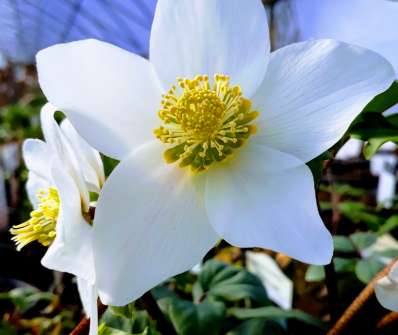Helleborus niger
