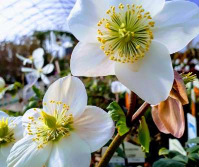 Helleborus niger