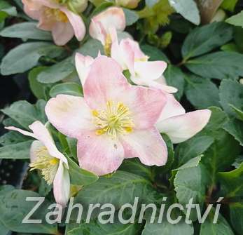 Helleborus niger