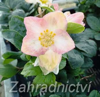 Helleborus niger