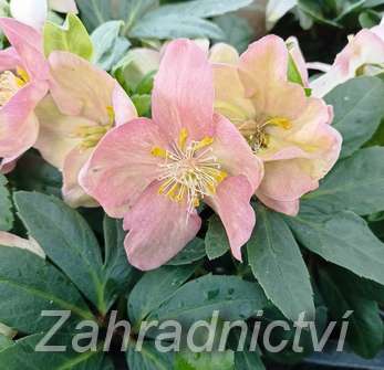 Helleborus niger