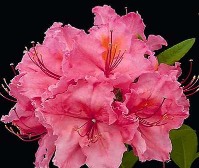 Azalea knaphill 'Sarina'