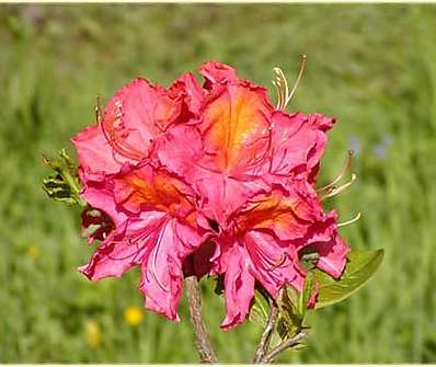 Azalea knaphill 'Sarina'