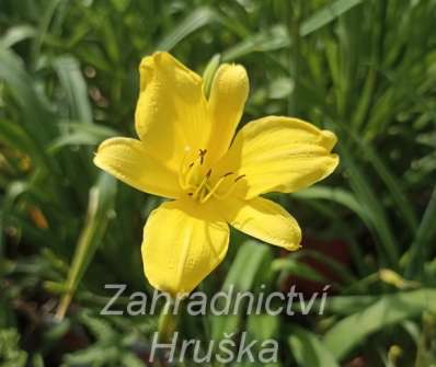 Hemerocallis Corky