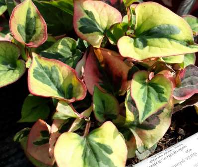 Houttynia cordata Chameleon