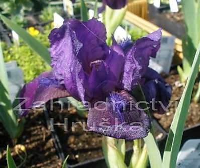 Iris