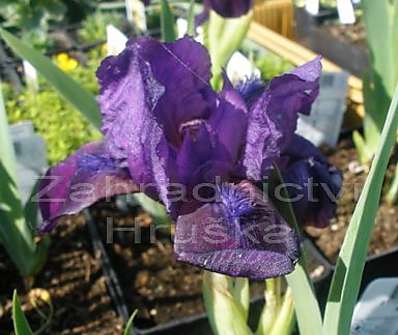 Iris