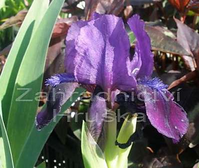 Iris