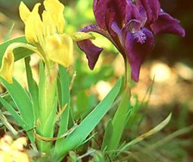 Iris pumila