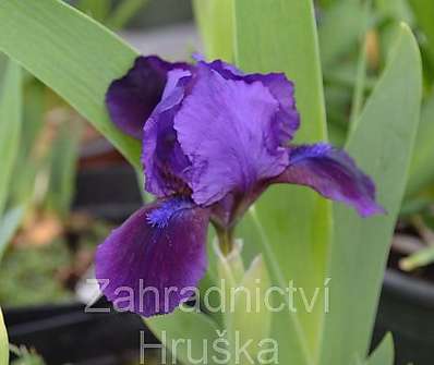 Iris pumila