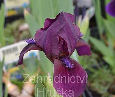 Iris pumila