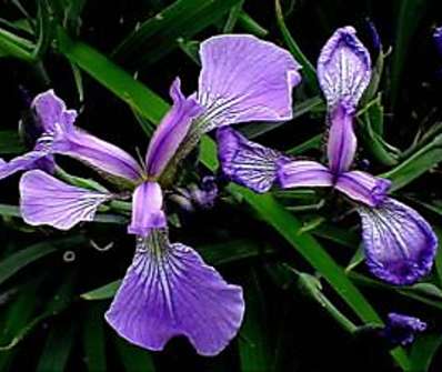 Iris setosa