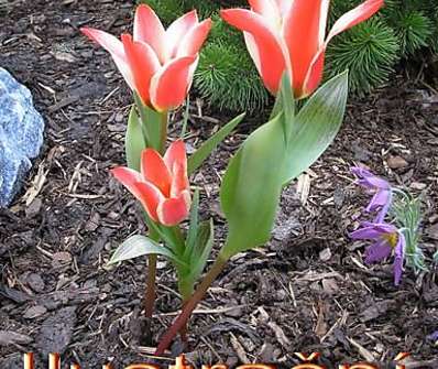 Iris setosa var.canadensis