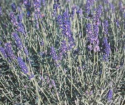 Lavandula angust. Hidcote Blue