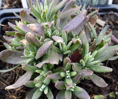 Lavandula angust. Hidcote Blue