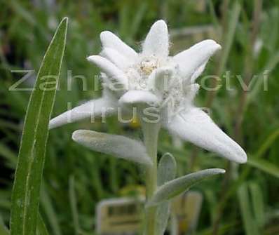 Leontopodium alpinum Edelweiss