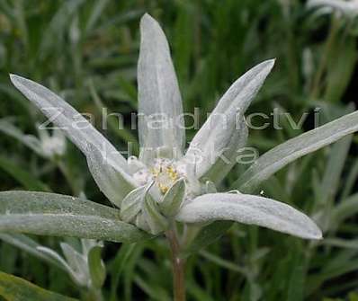 Leontopodium alpinum Edelweiss