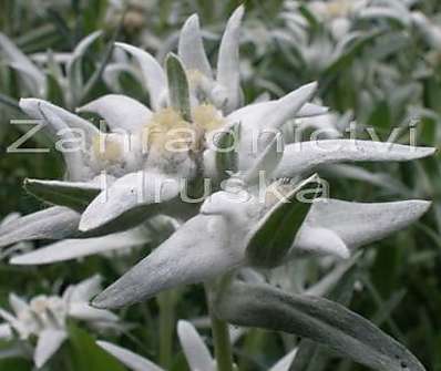 Leontopodium alpinum Edelweiss
