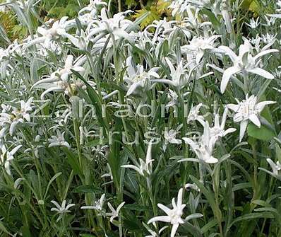 Leontopodium alpinum Edelweiss