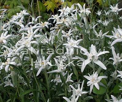 Leontopodium alpinum Edelweiss