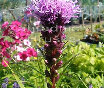 Liatris spicata Kobold