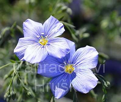 Linum perenne Nanum Saphir