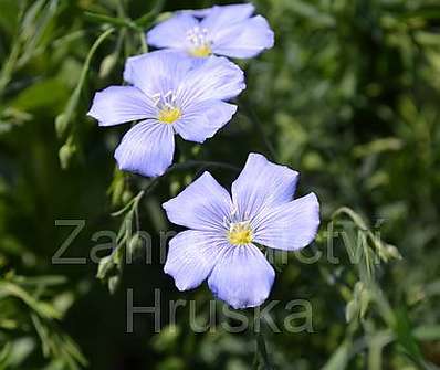 Linum perenne Nanum Saphir