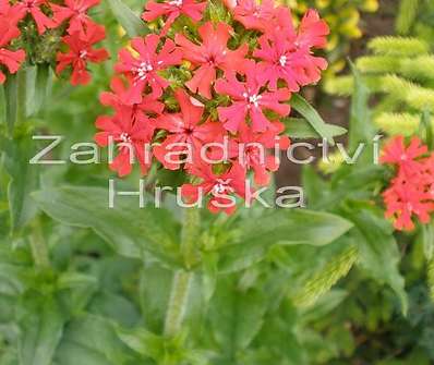 Lychnis chalcedonica