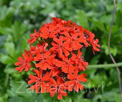 Lychnis chalcedonica