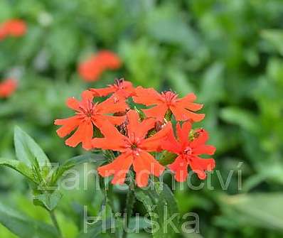 Lychnis chalcedonica