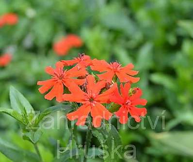 Lychnis chalcedonica