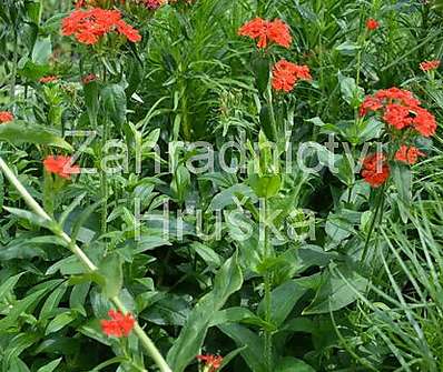 Lychnis chalcedonica