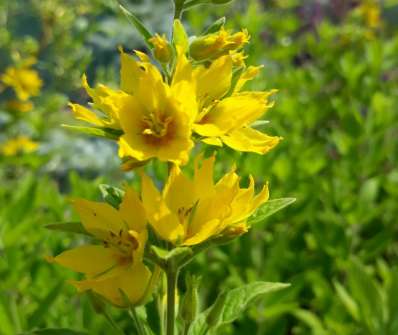 Lysimachia punctata