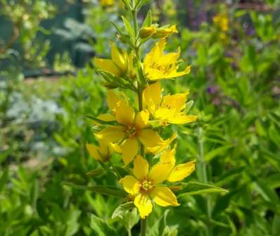 Lysimachia punctata