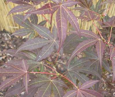 javor - Acer palmatum 'Atropurpureum'