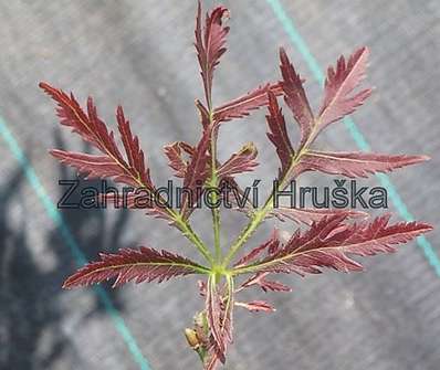 javor - Acer palmatum 'Dissectum Garnet'.