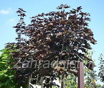 javor - Acer platanoides 'Crimson Sentry'.