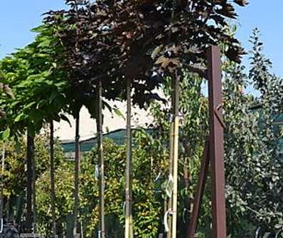 javor - Acer platanoides 'Crimson Sentry'.