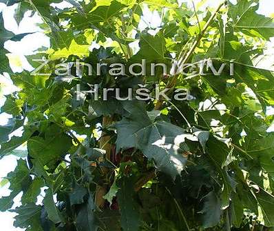 javor - Acer platanoides 'Globosum'...