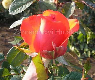 Růže Holštýnská perla