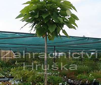 katalpa - Catalpa bignoides 'Nana'....