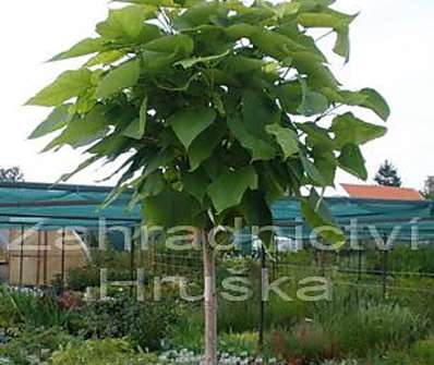 katalpa - Catalpa bignoides 'Nana'....