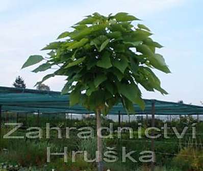 katalpa - Catalpa bignoides 'Nana'....