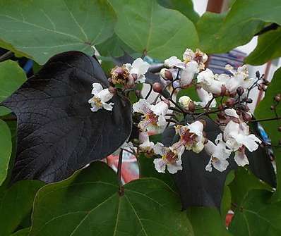 katalpa - Catalpa erubescens 'Purpurea'
